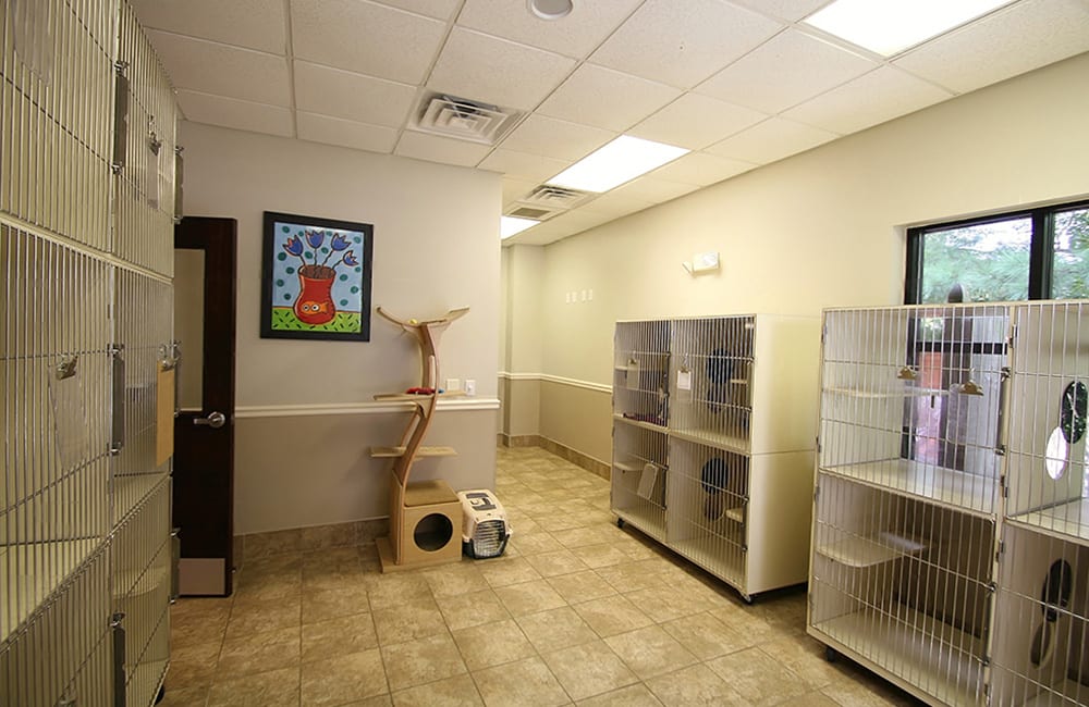 Gentle Care Remodel, Update Animal Hospital