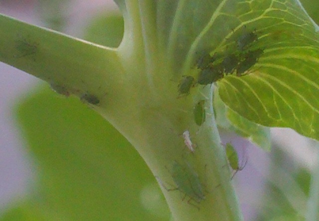 Little green bugs on pea plants