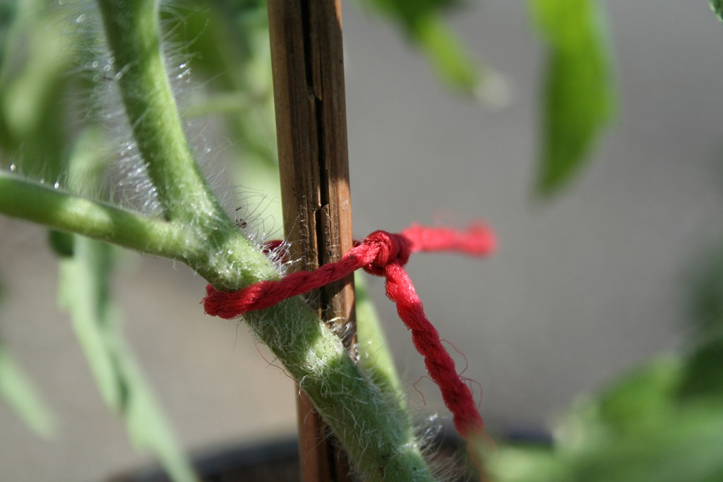 How to repot tomato seedlings