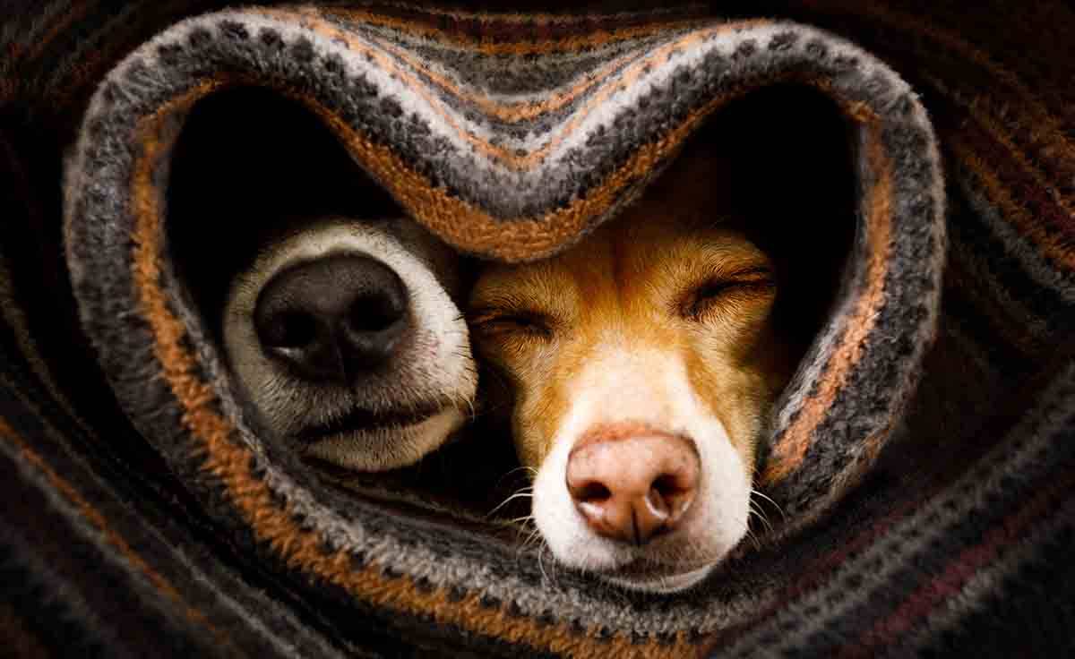 Modi di dire perché si dice avere un freddo cane?