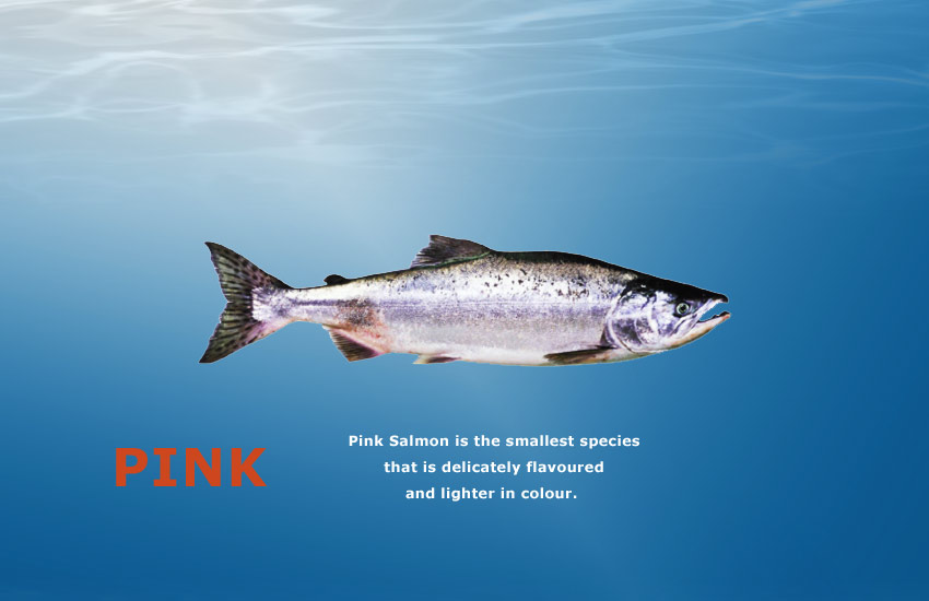 Identifying Types of Salmon Chefs Resources