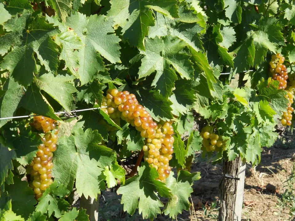 10 Best Tokaji Wines (Best Sweet Hungarian Wines) Chef's Pencil