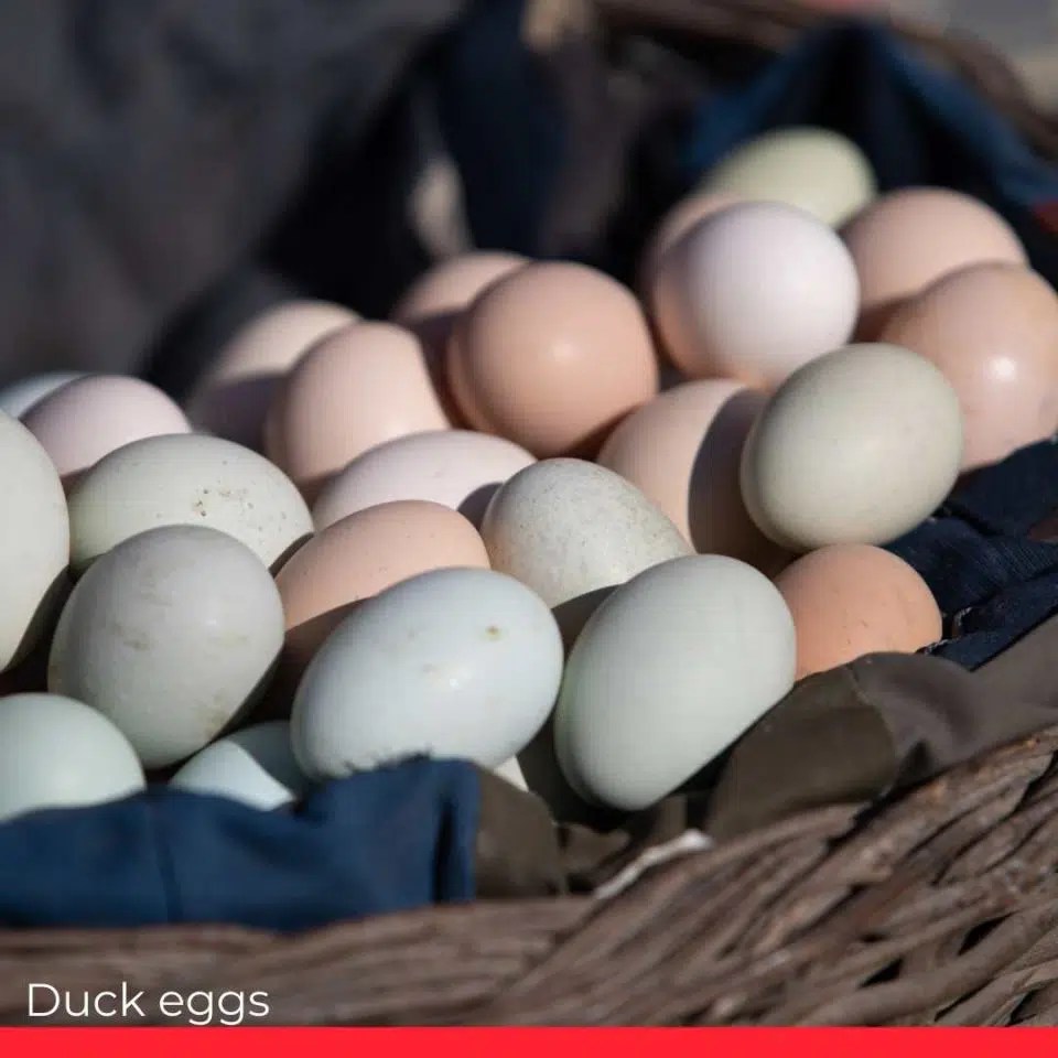 11 Most Expensive Eggs in the World SESOMR