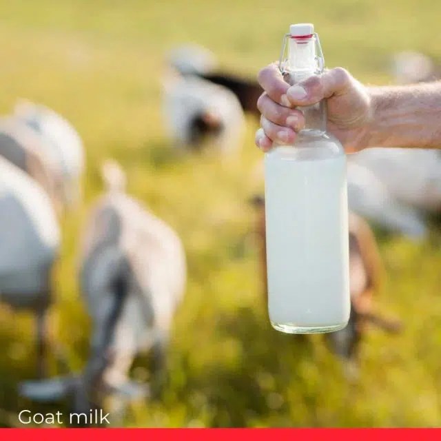 Most Expensive Milk in the World 10 Pricey Alternatives to Cow's Milk