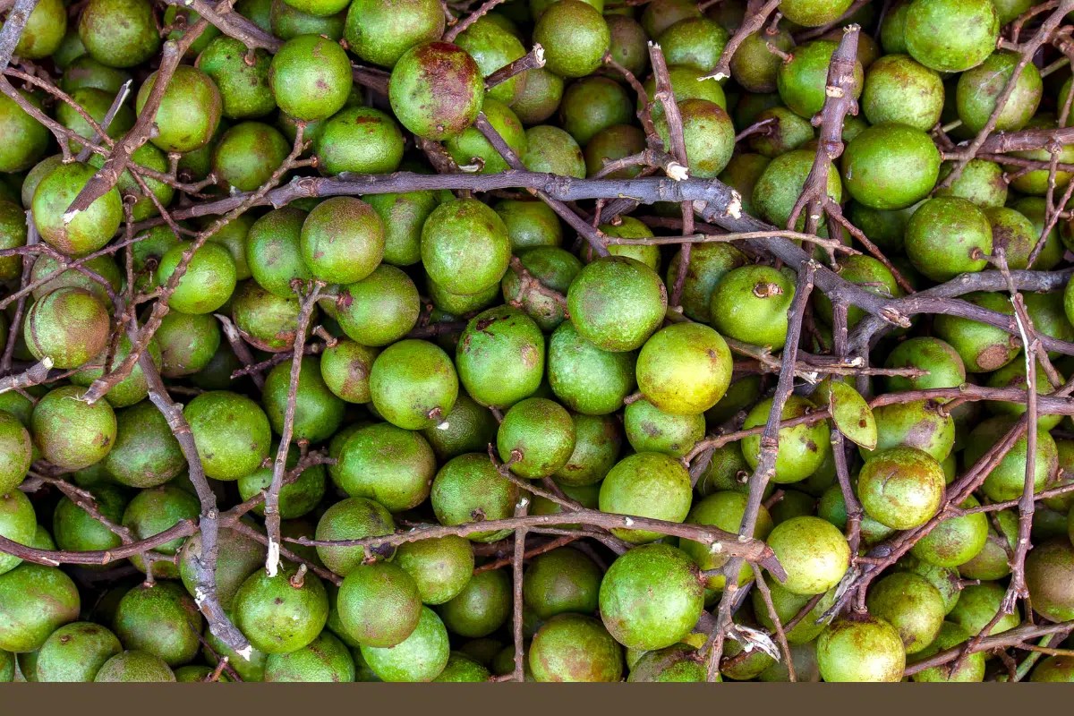 Top 22 Jamaican Fruits to Try Out Chef's Pencil