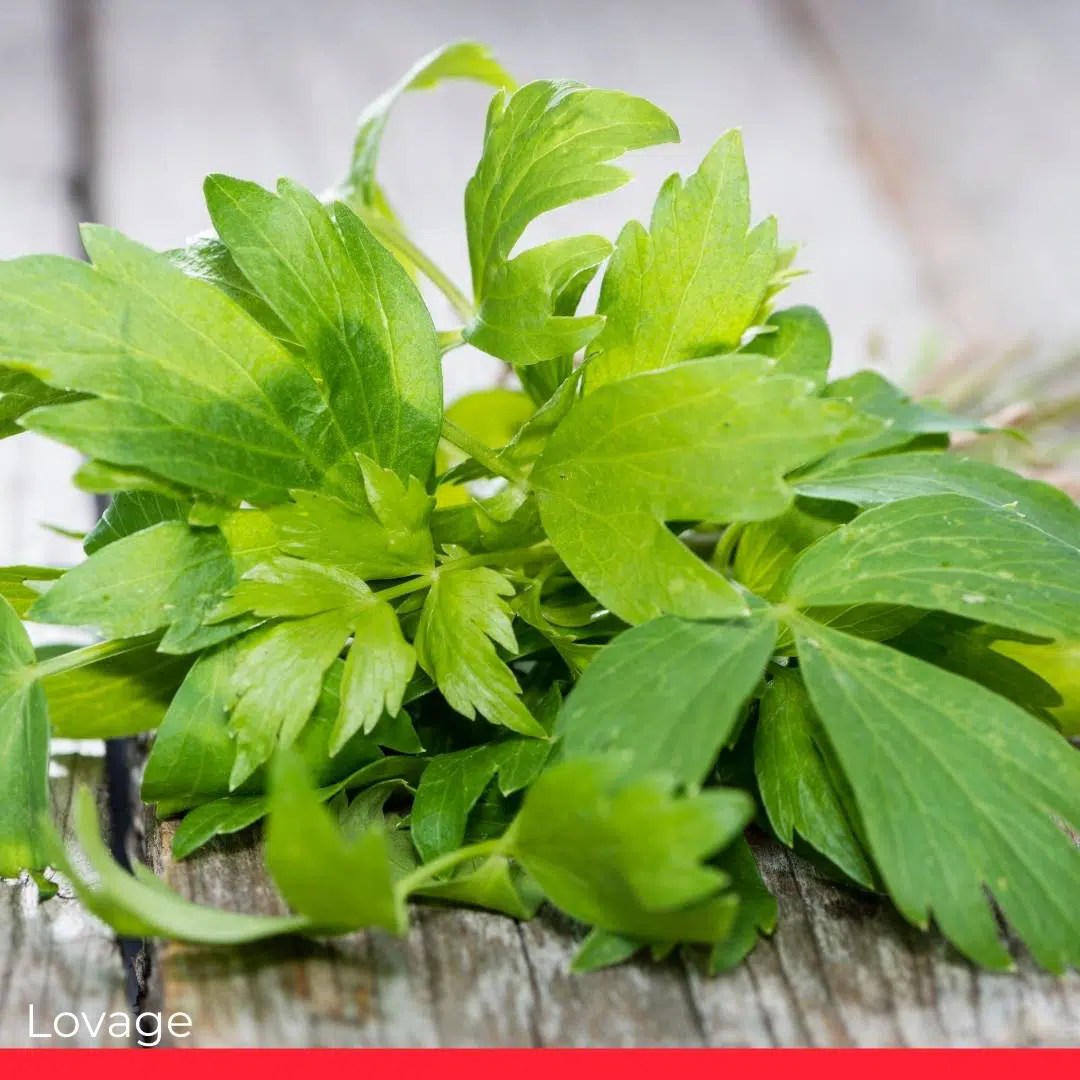 14 Good Parsley Substitutes SESOMR