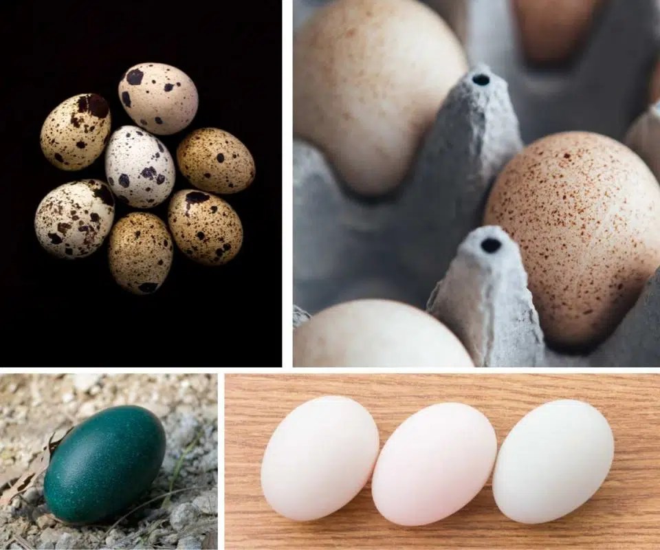 11 Most Expensive Eggs in the World Chef's Pencil