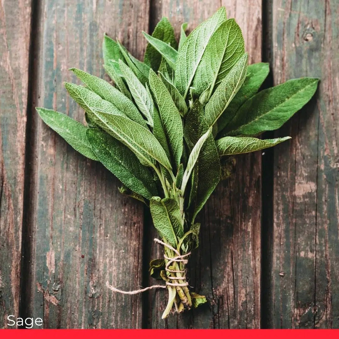 8 Excellent Marjoram Substitutes Chef's Pencil