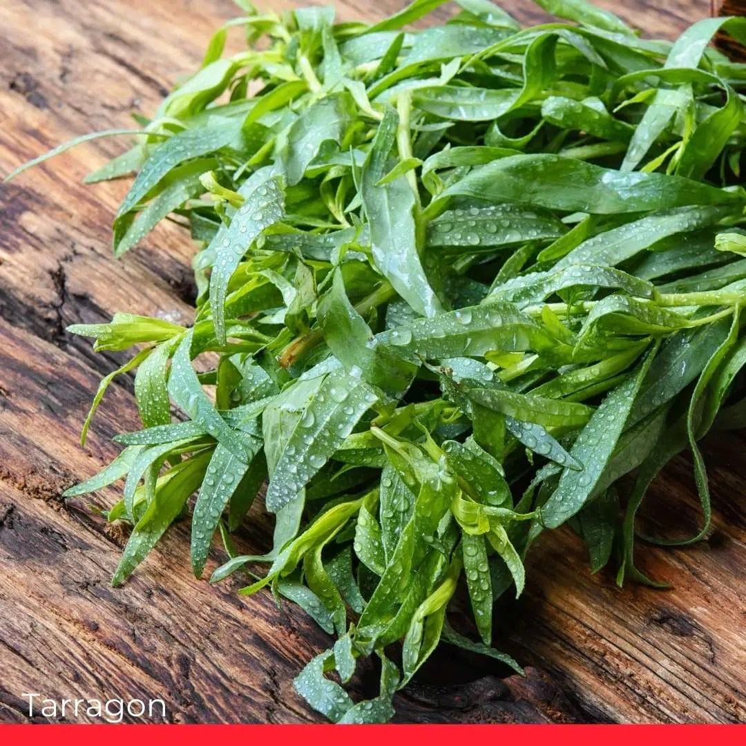 8 Excellent Marjoram Substitutes Chef's Pencil