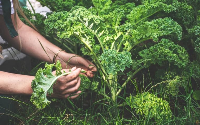 Does Kale Go Bad? How Long Does Kale Last? Chefsresource