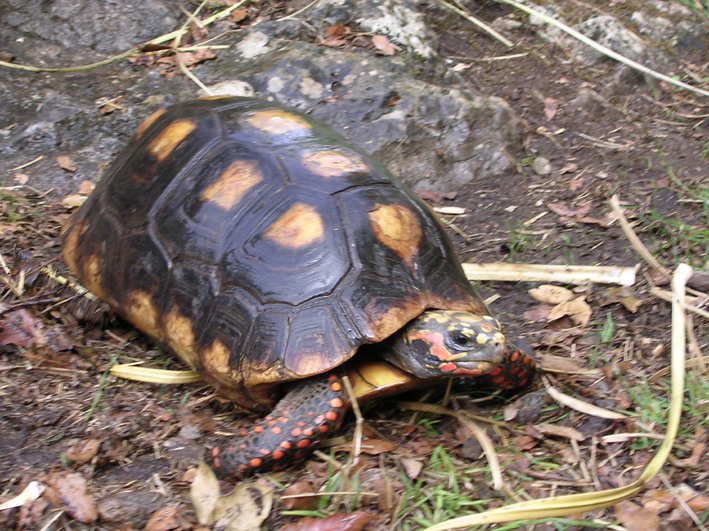 Identifier une tortue terrestre