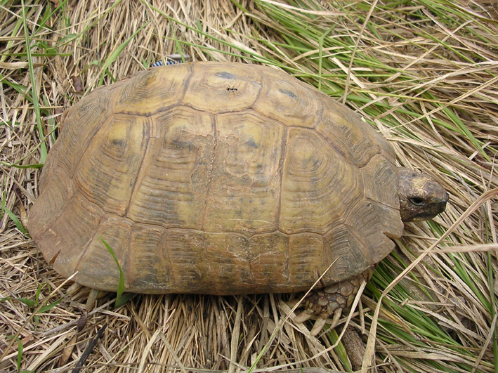 Identifier une tortue terrestre