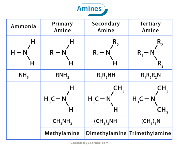 Amines: Definition, Structure, Type, and Example