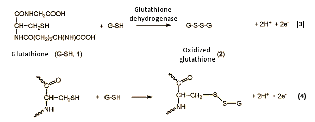 Our Daily Bread — Part 3 ChemViews Magazine ChemistryViews
