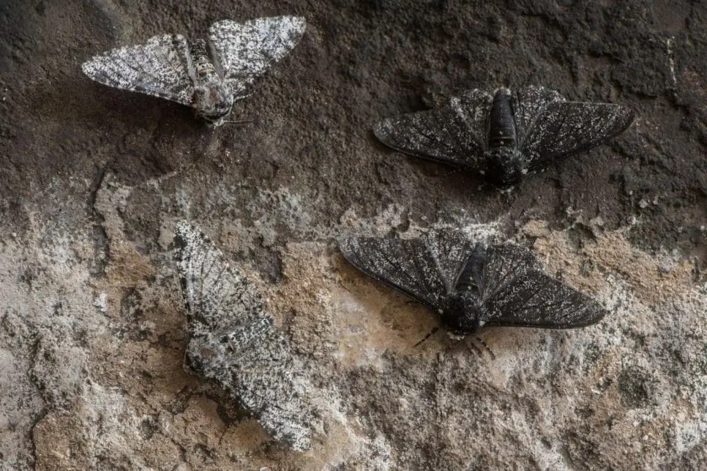 What is the the story of the peppered moth Chemwatch