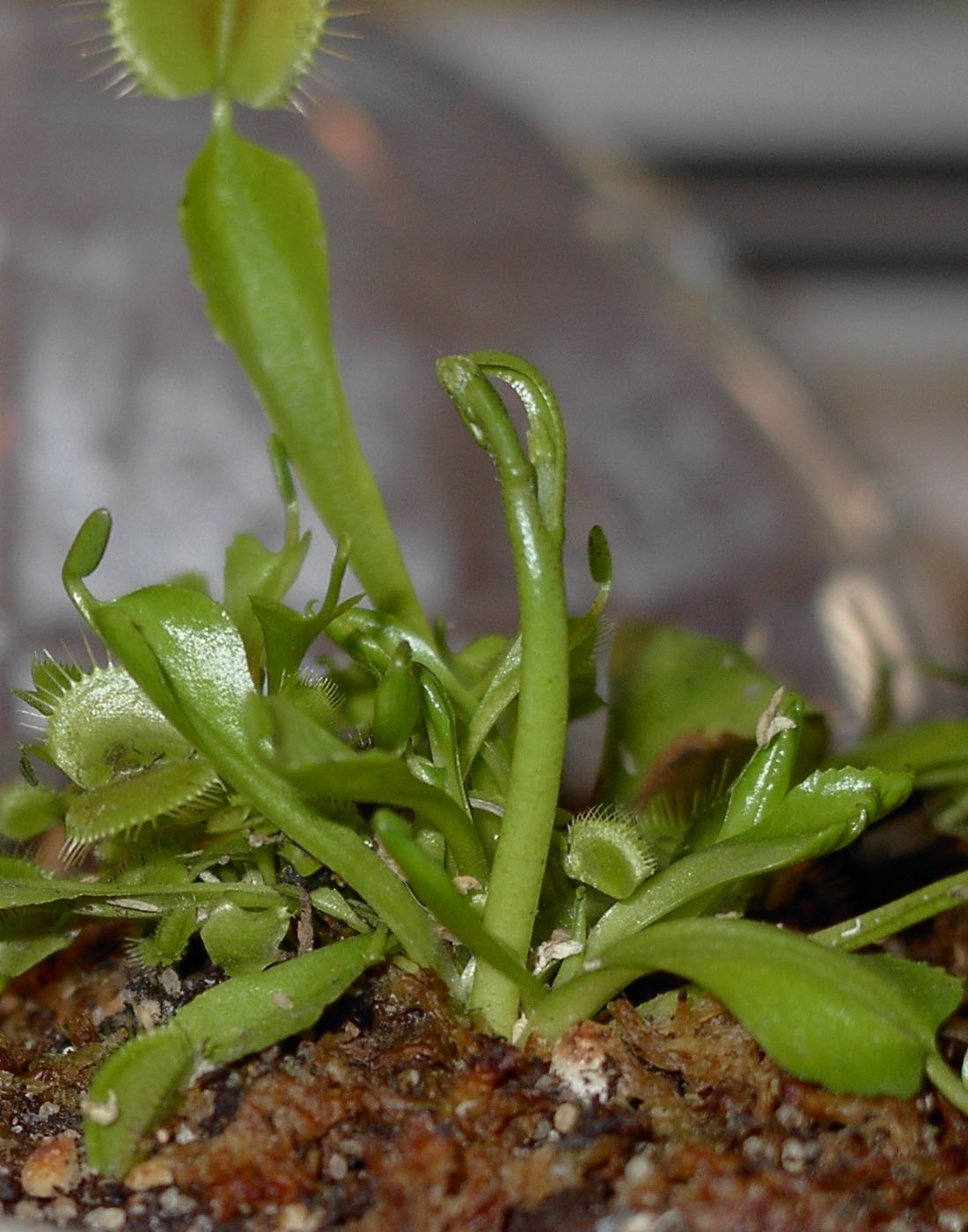 Does this flower stalk look weird? FlyTrapCare Forums