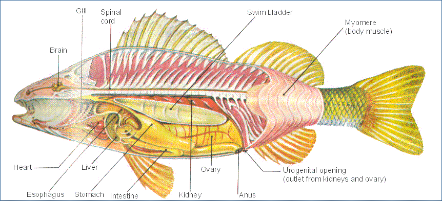 Sloe Perch Fizz? Chesapeake Light Tackle