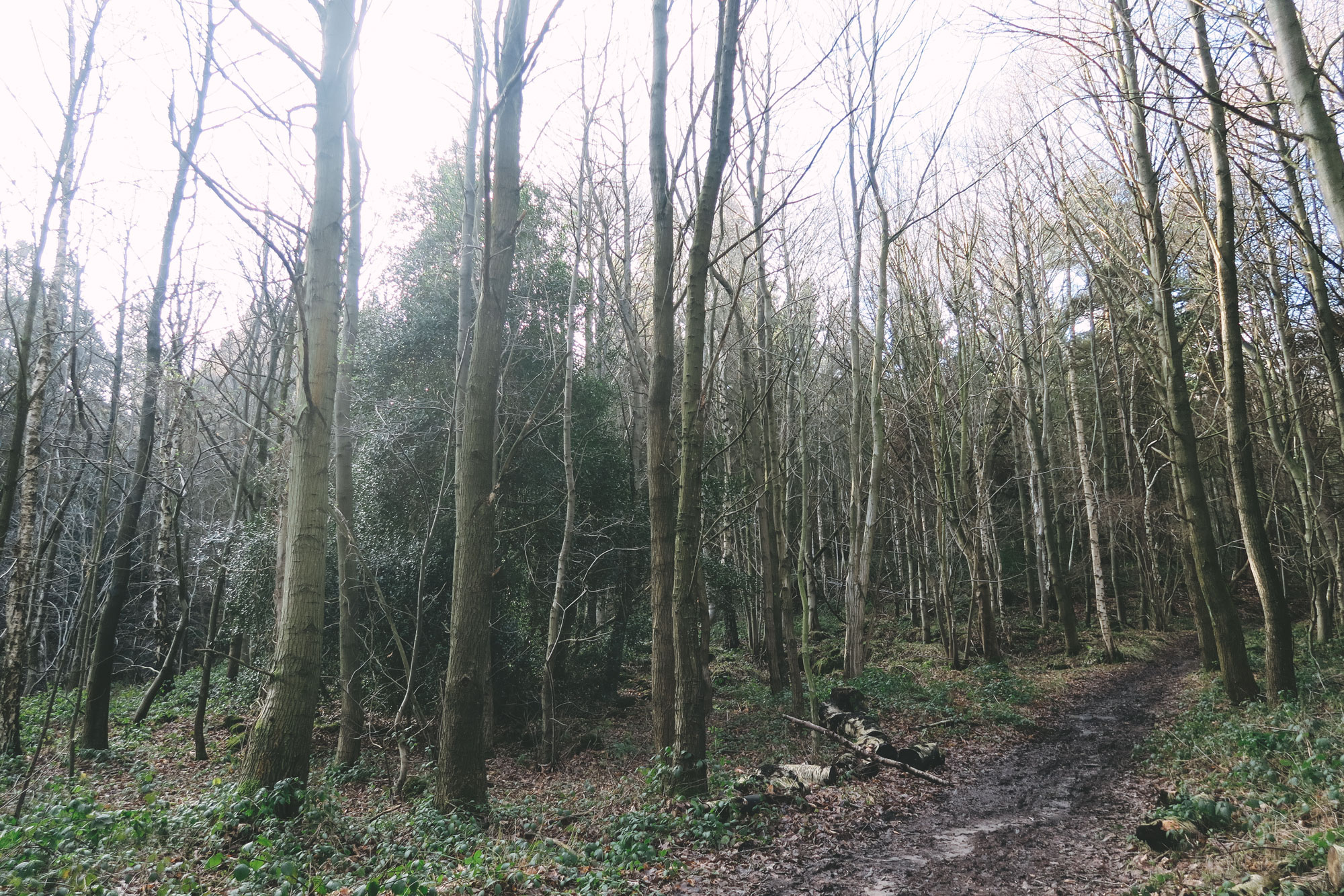 The Abandoned House, Shining Cliff Woods Chesca is Lost