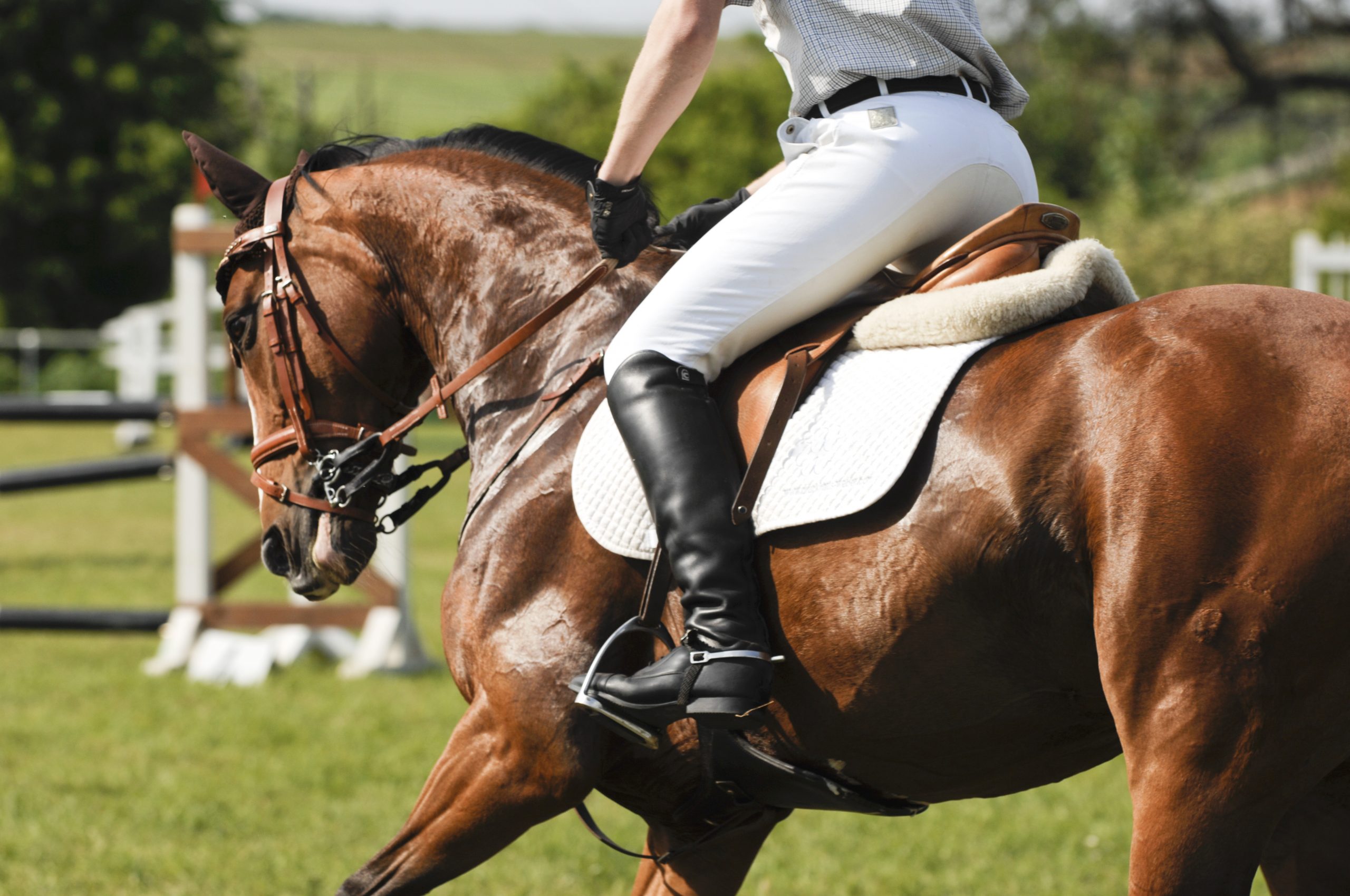 Entrainer son cheval avant une compétition.