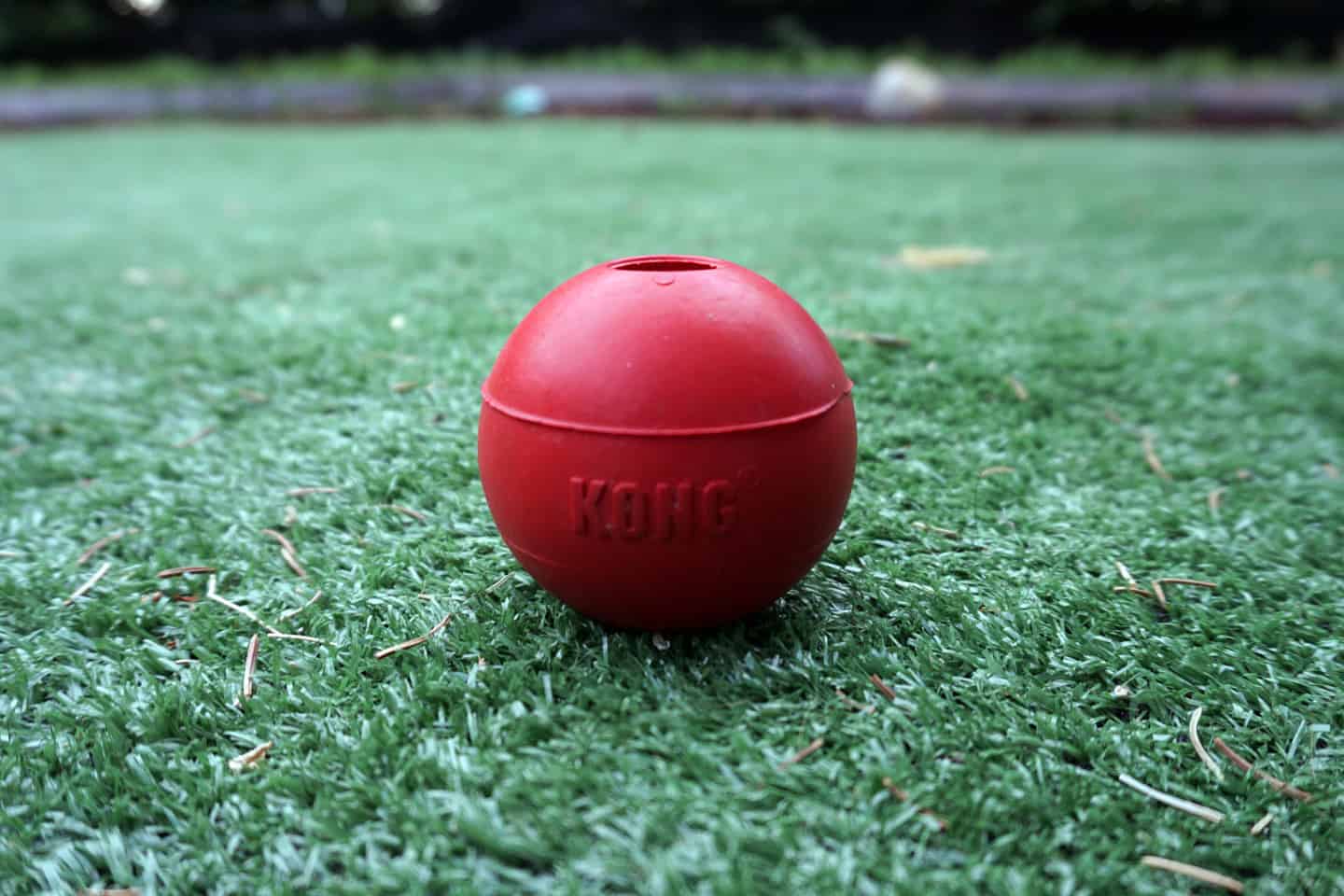 Kong Ball Dog Toy Review Chew Test