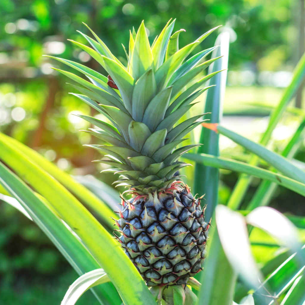 Easy Pineapple Hacks for Everyone Chestnut Hill FarmsChestnut Hill Farms