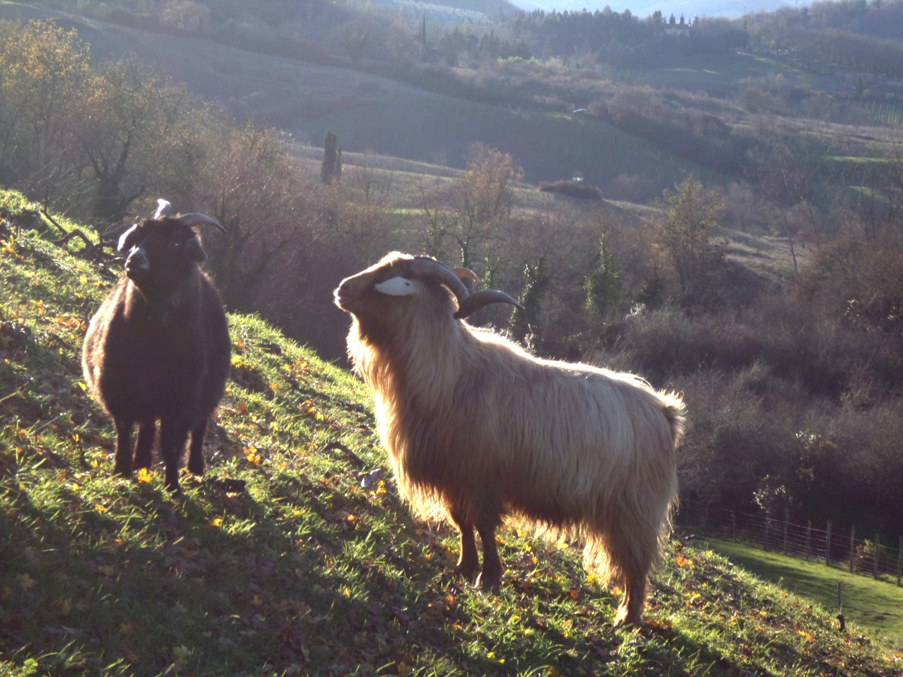 Buying your goat Raising cashmere goats Cashmere goats Chianti