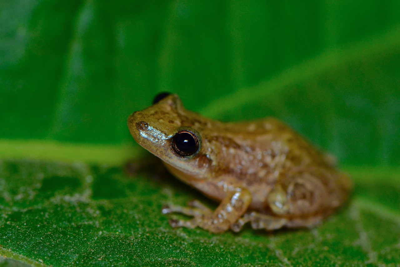 Los Anfibios de Tuxtla PT. IV Chiapasparalelo