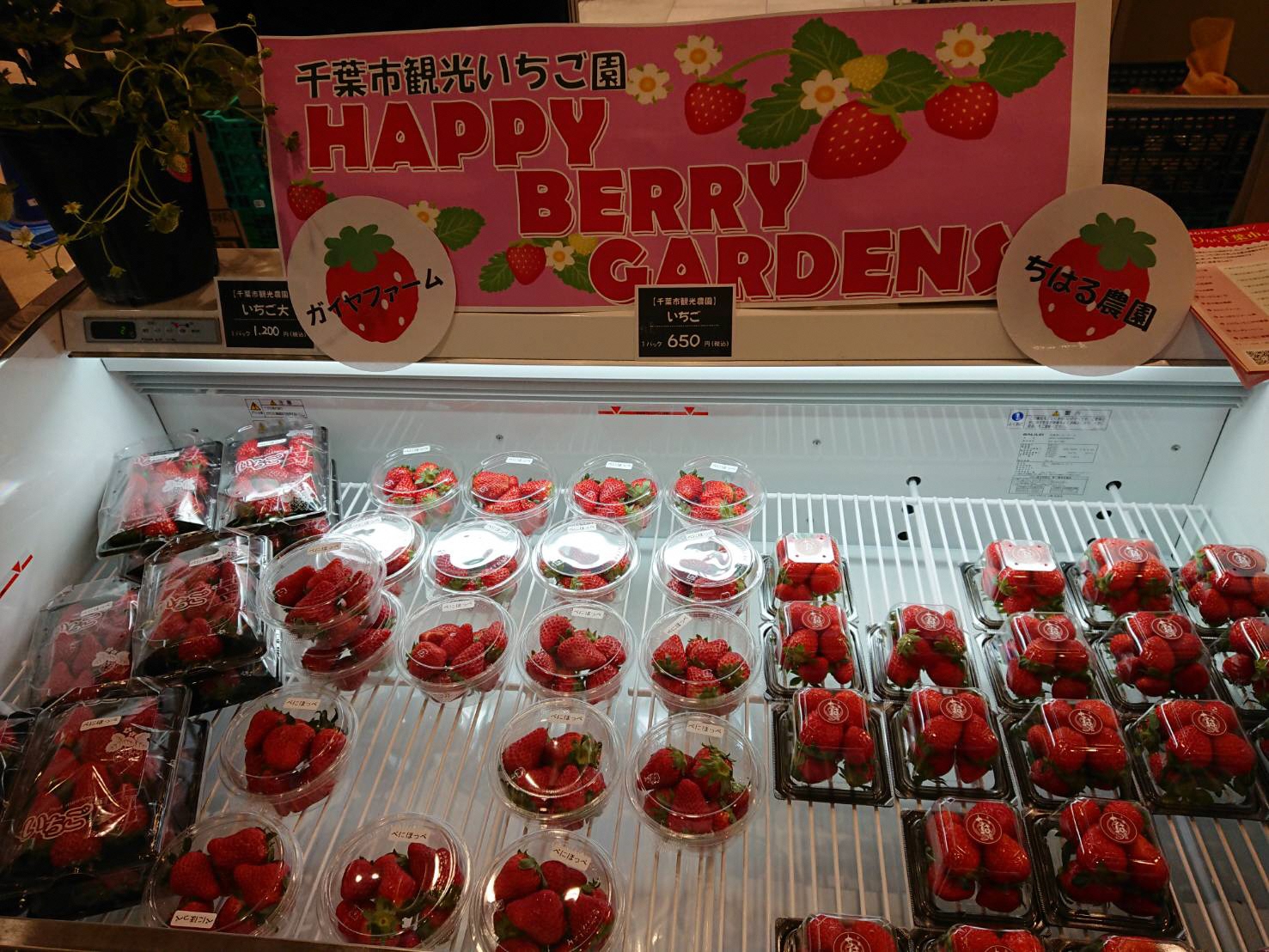 「ちばのいち with TEAM 黒潮ラバー」開催！！＠JR千葉駅＜12/17(木曜)～19(日曜)＞ 千葉市