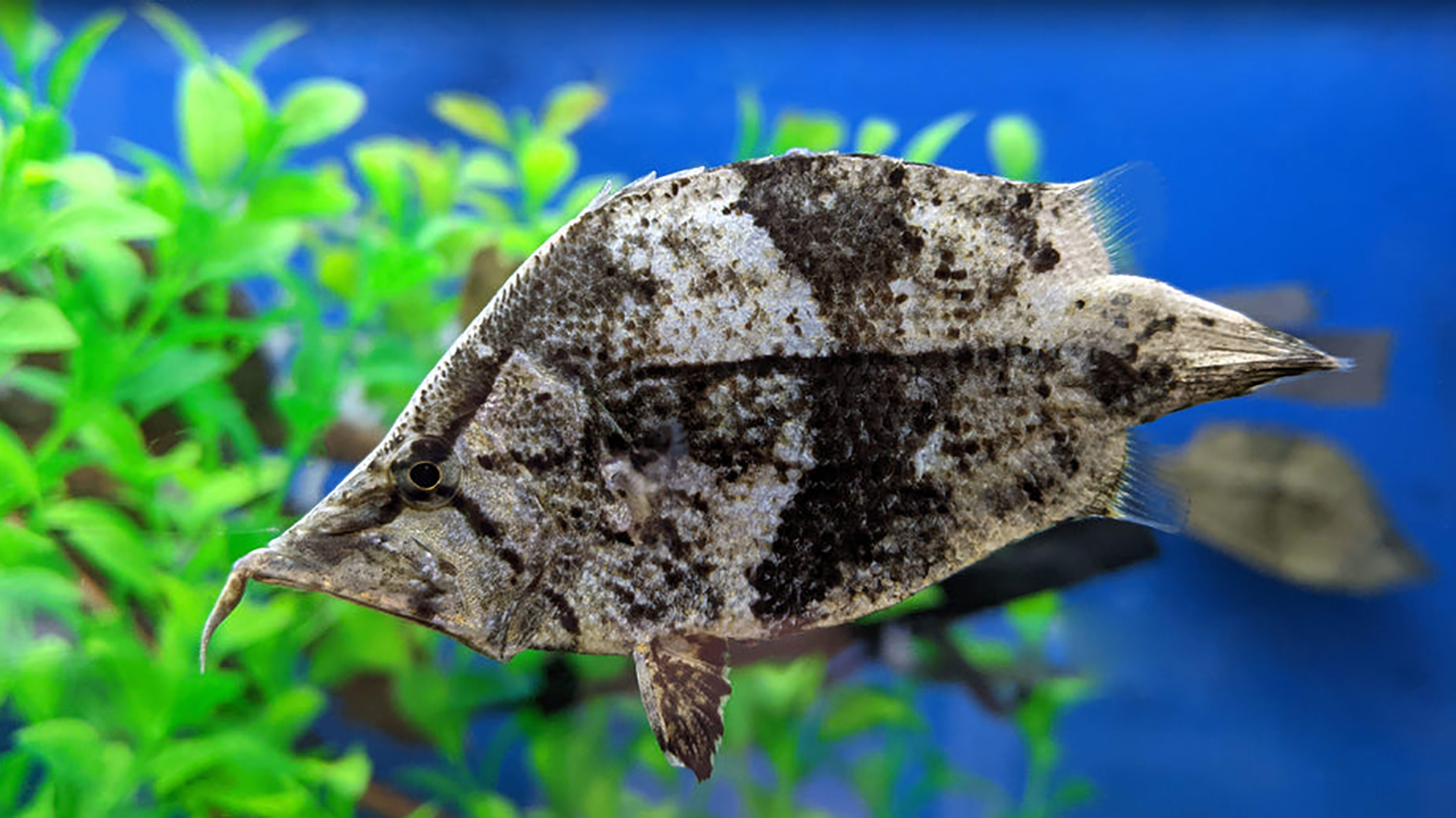 LEAF FISH ChibiAquarium