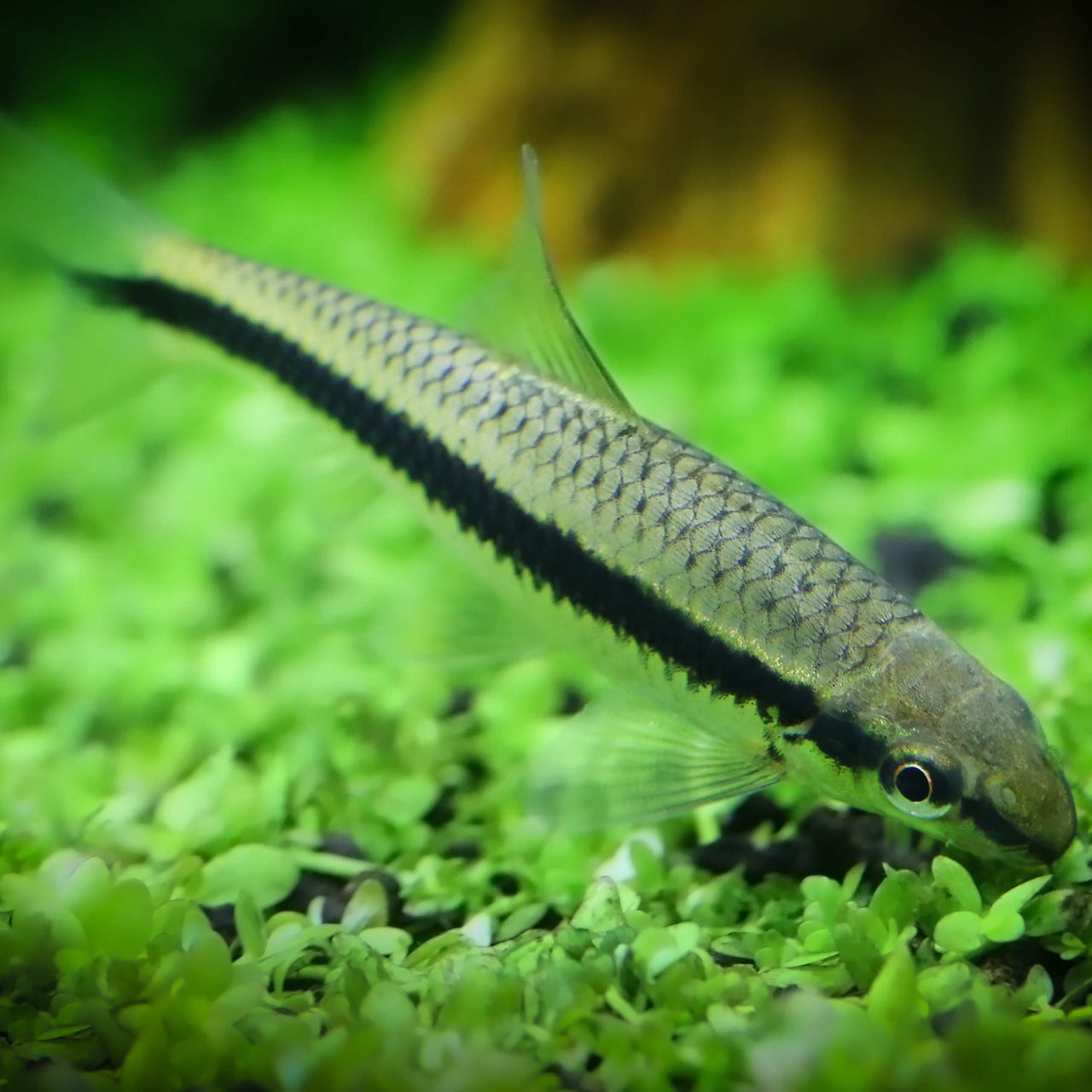 SIAMESE ALGAE EATER ChibiAquarium