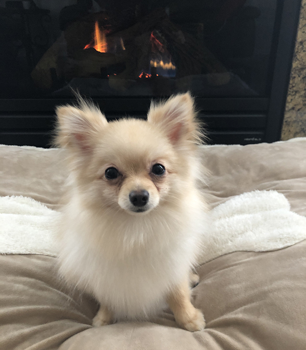 Dog training Chicago, puppy training Chicago, dog boot camp