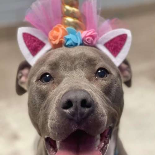 Dog Adoption Chicago AdoptaDog Program