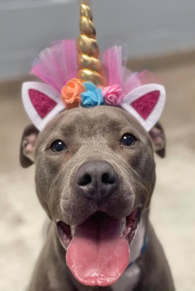 Dog Adoption Chicago AdoptaDog Program