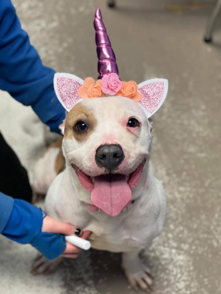 Dog Adoption Chicago AdoptaDog Program