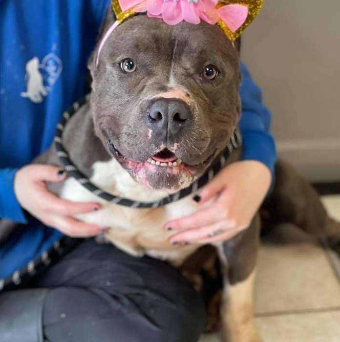 Dog Adoption Chicago AdoptaDog Program