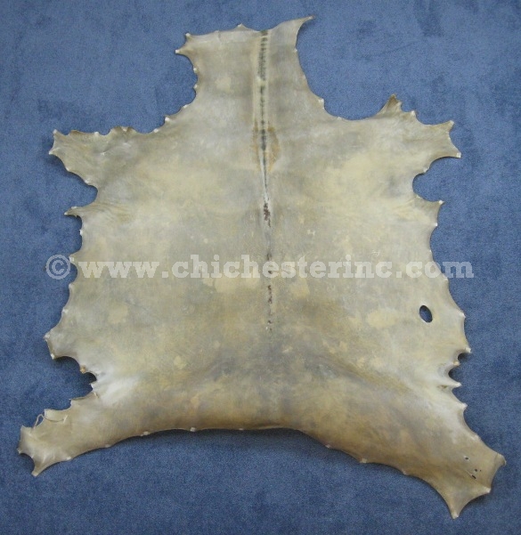 Horse Rawhide or Horse Raw Hide or Horse Vellum or Horse Parchment