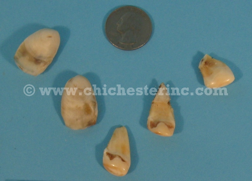 Elk Ivories