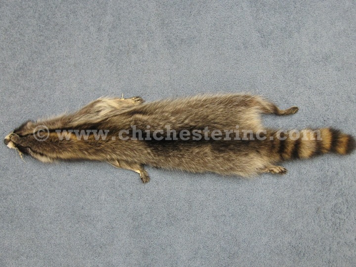 Raccoon Skins or Raccoon Hides or Raccoon Pelts or Raccoon Furs