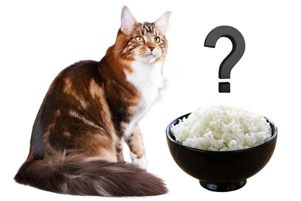 Can cats eat rice? Chicho Cat