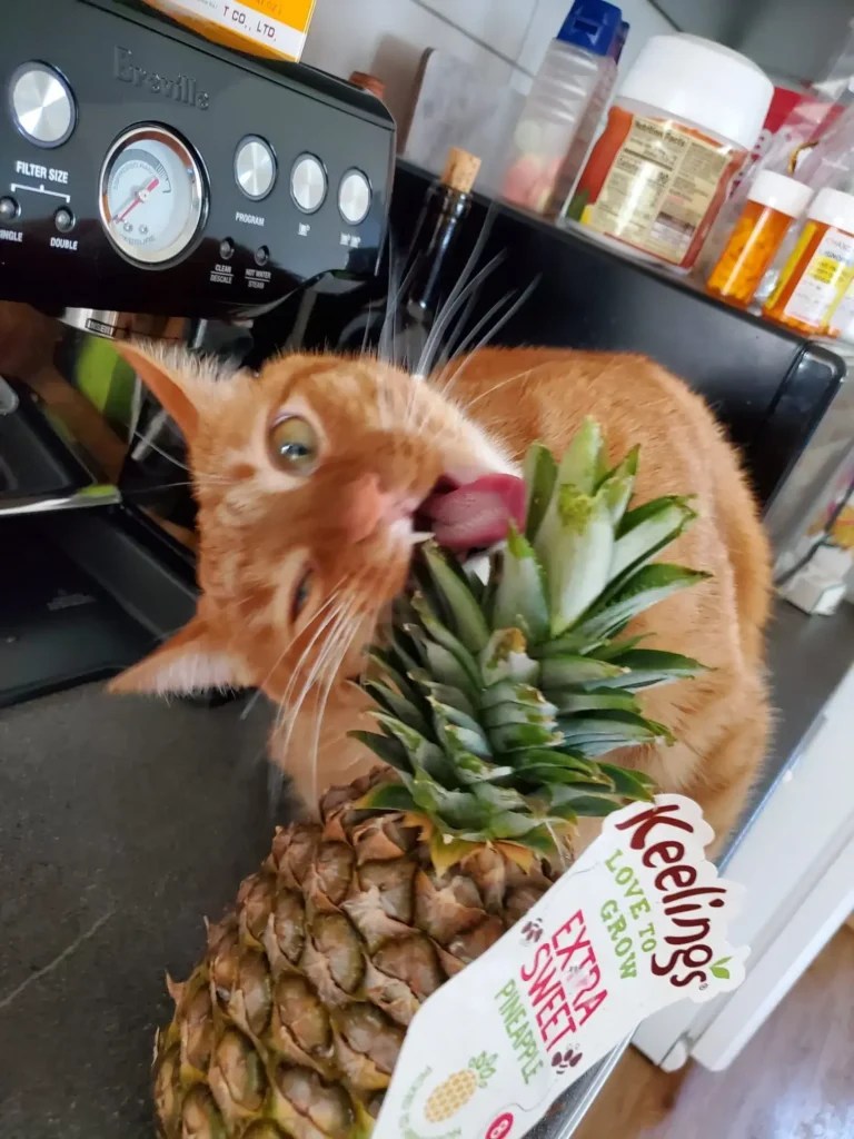 Can cats eat pineapple? Chicho Cat