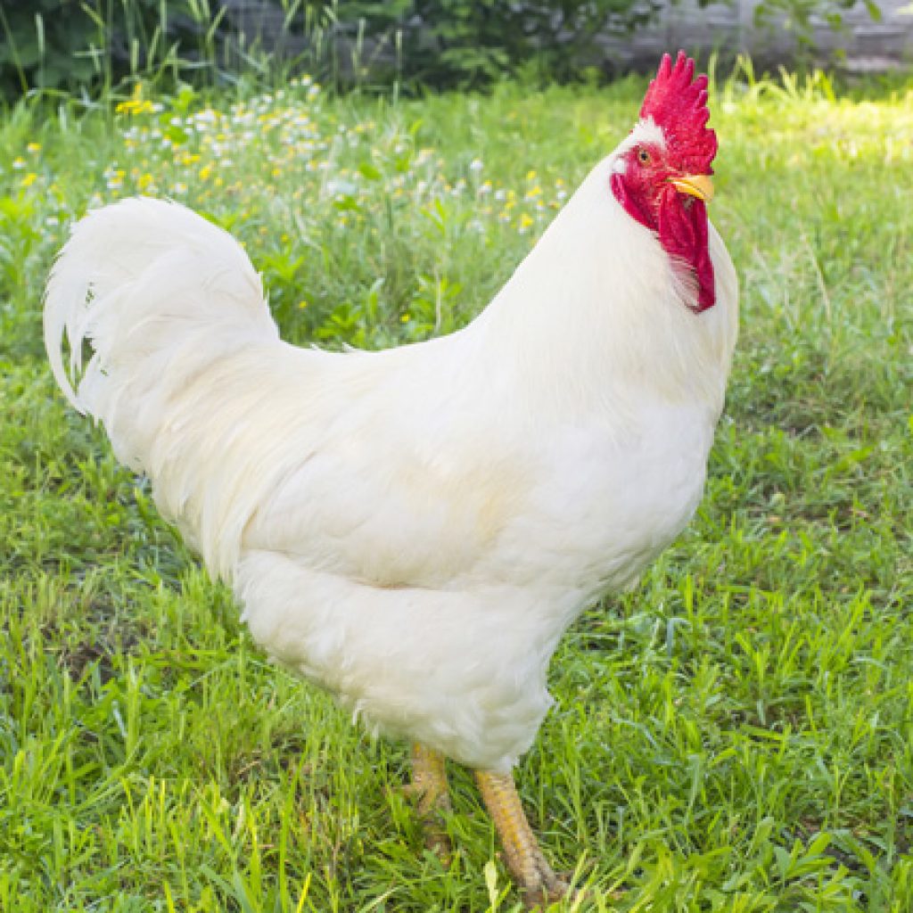 Raising Bantam Chickens