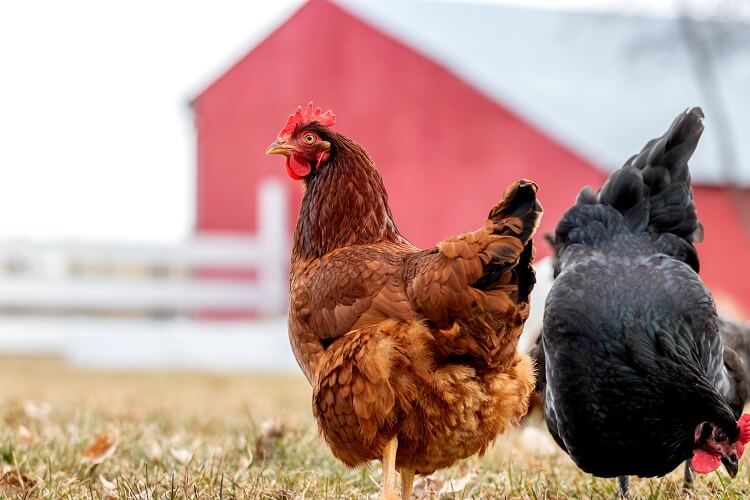 13+ Best Chickens That Lay Lots Of Eggs Tendig