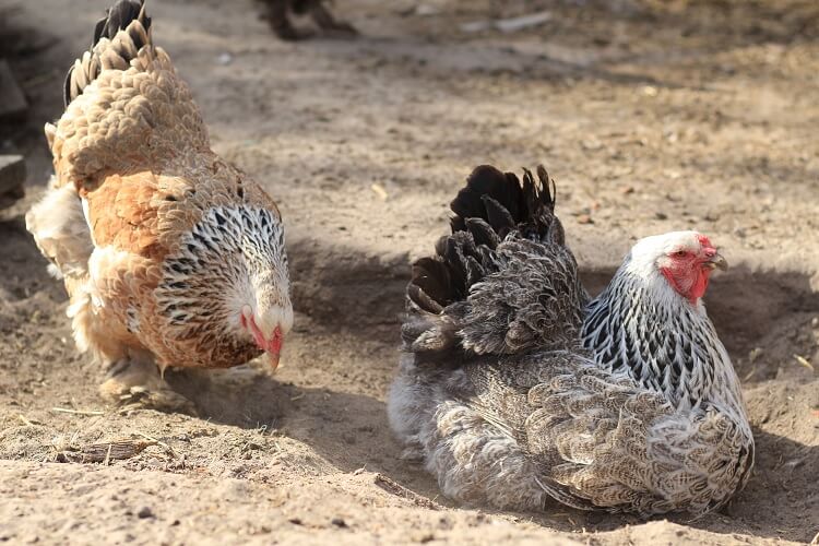 Using Sand As Coop Bedding The Complete Guide Chickens And More