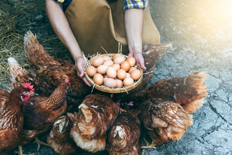 How Do Chicken Eggs Develop? Silver Lake Farms
