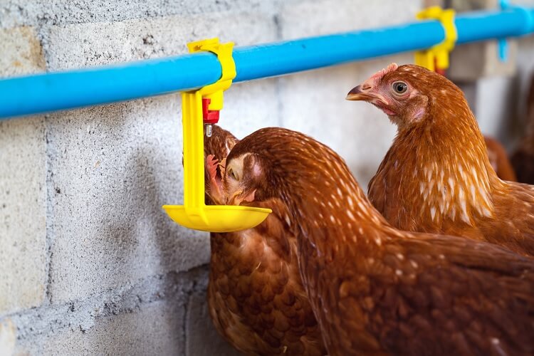 The Complete Guide To Chickens And Water Chickens And More