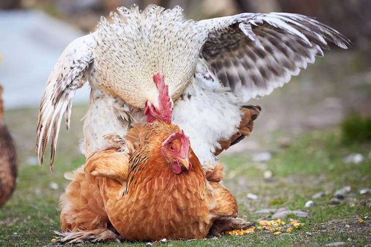 Do Roosters Lay Eggs? All You Need To Know Chickens And More