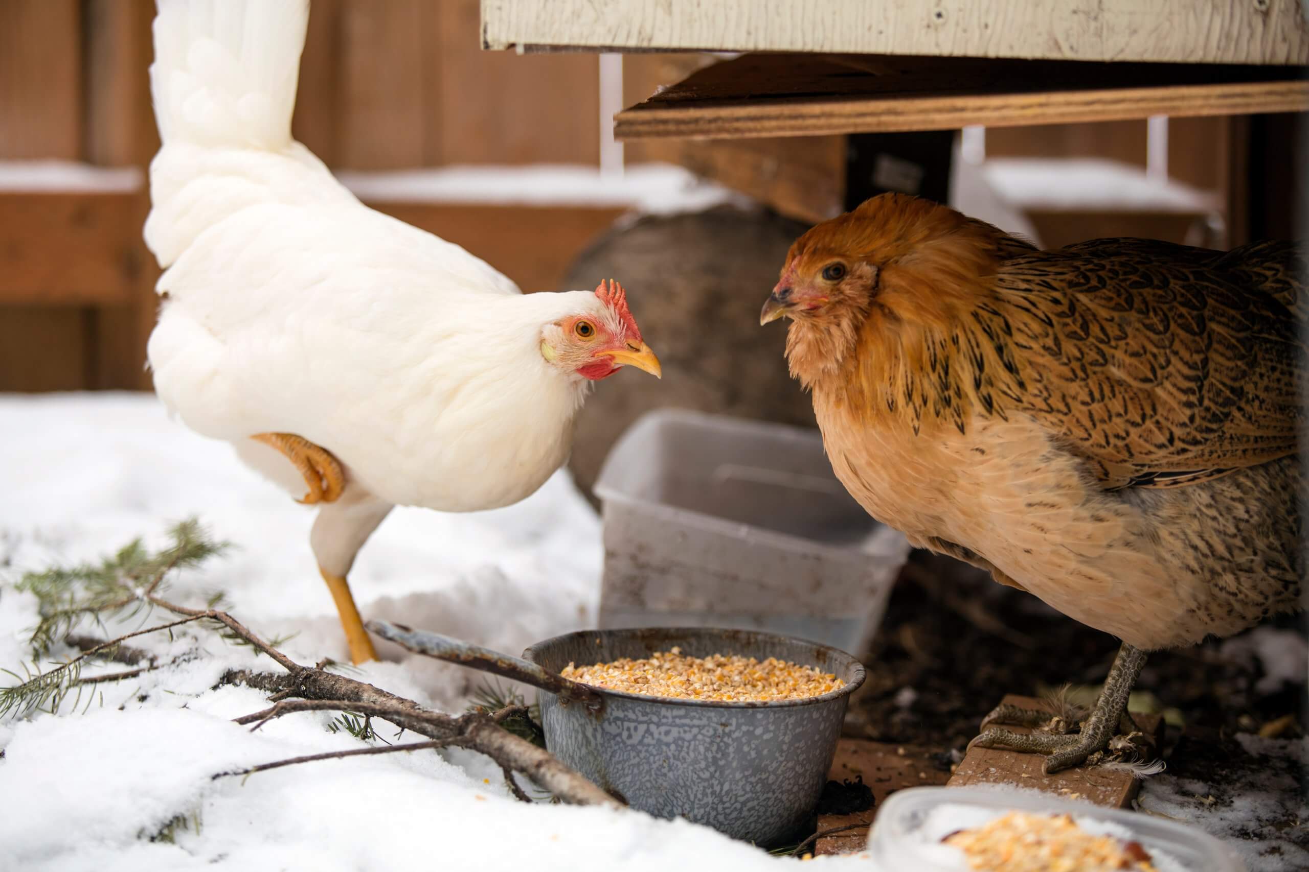 Winterizing Your Chicken Coop Simple Tips to Keep Your Flock Cozy