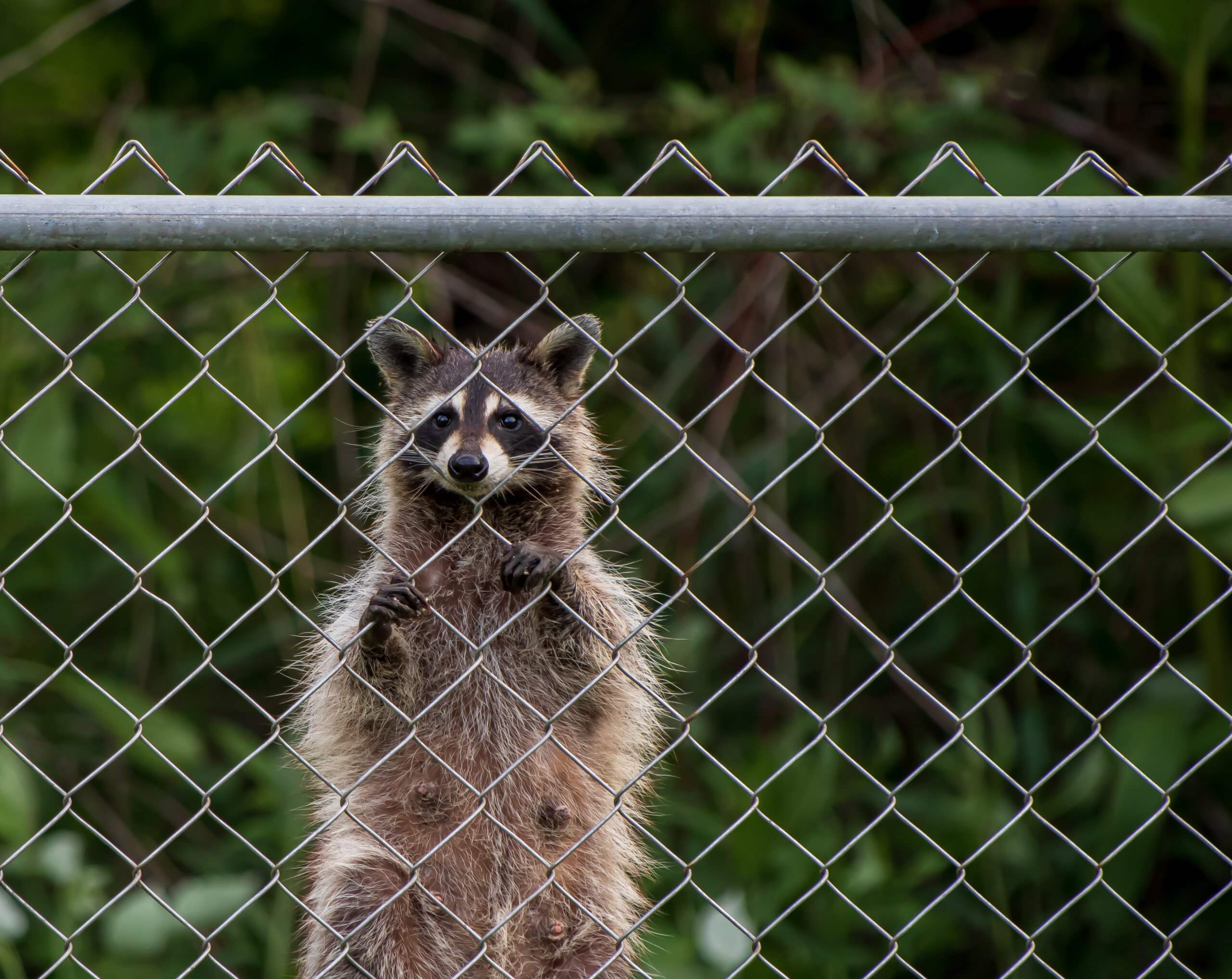Do Racoons Eat Chickens? How to Protect Your Flock Chickens And More