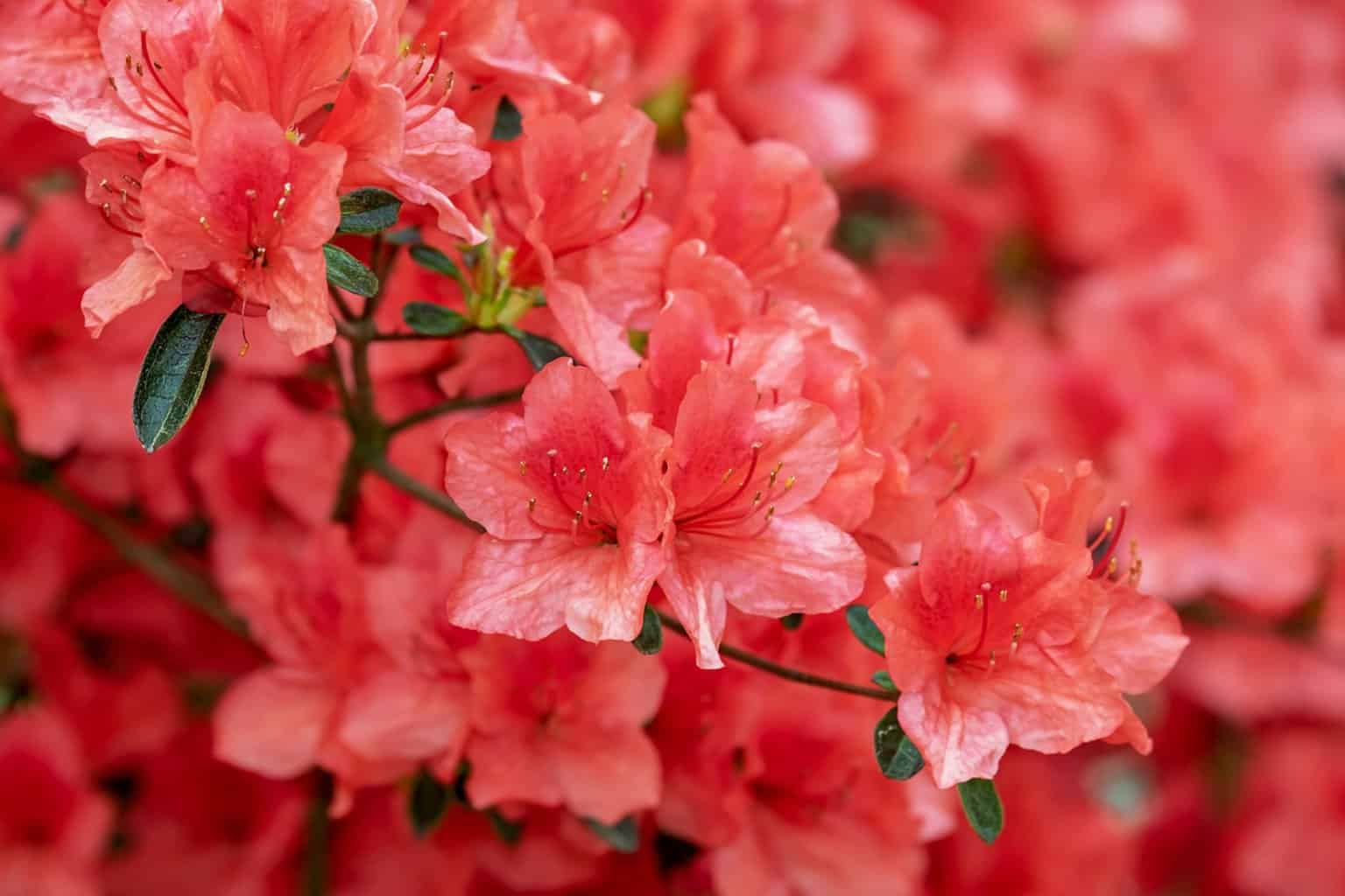 Are Azaleas Poisonous to Chickens? Learn the Dangers