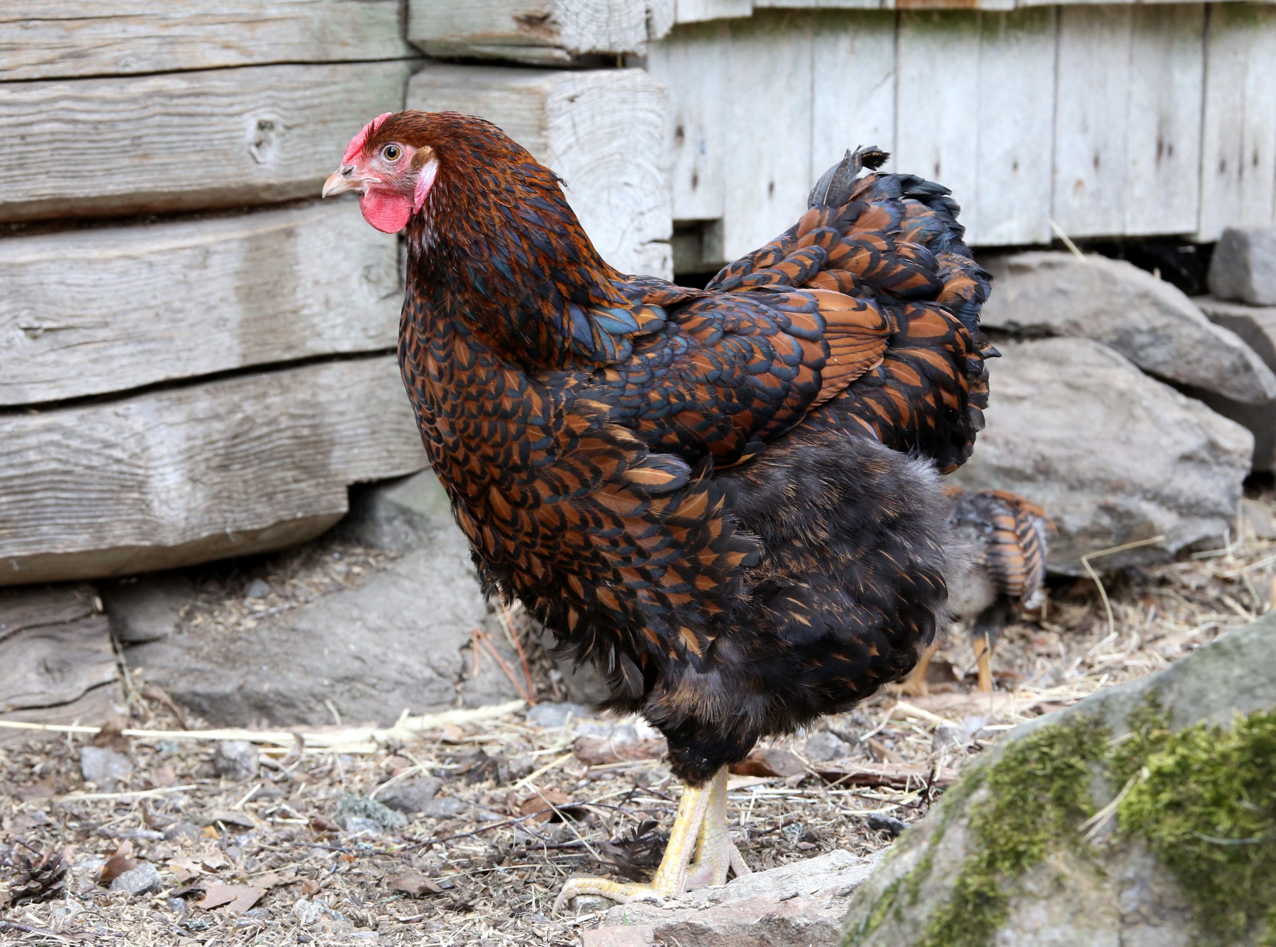 Top 25 Best Chicken Breeds (2022 Guide)